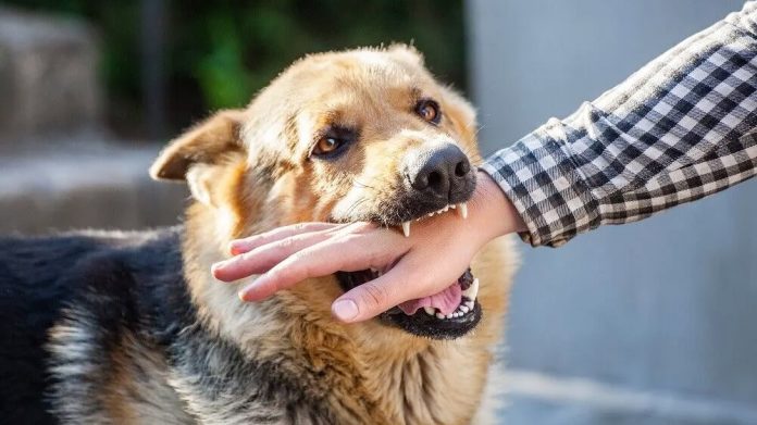 Canine rules to rule out dog bites